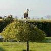 storch 17